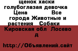 щенок хаски  голубоглазая девочка › Цена ­ 12 000 - Все города Животные и растения » Собаки   . Кировская обл.,Лосево д.